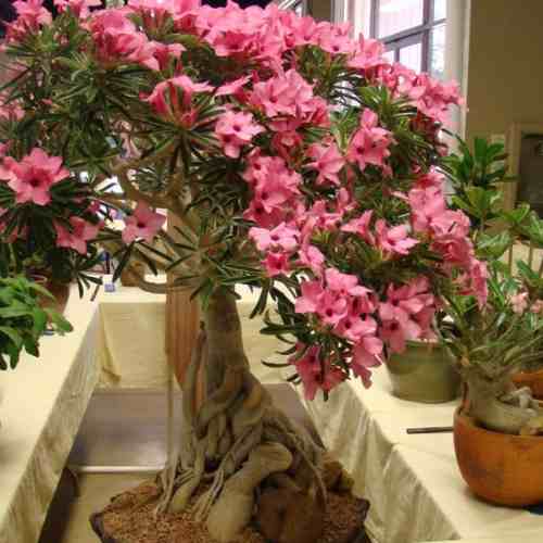 Rosa do deserto  que possui um tronco mais robusto e flores menores, se assemelhando ao bonsai