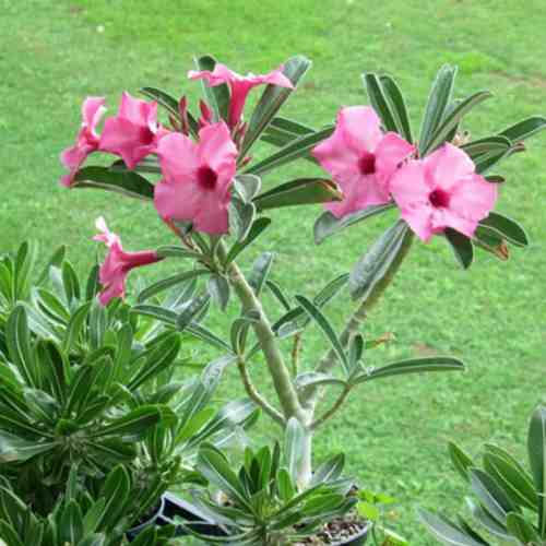 Rosa do deserto que caracteriza-se por suas flores rosa profundo e folhas alongadas